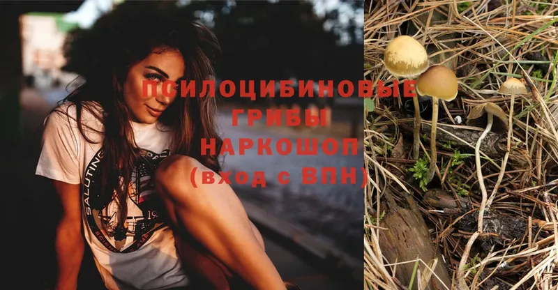 Псилоцибиновые грибы Psilocybe  наркошоп  Мамоново 